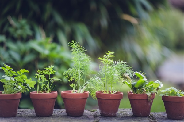 Consultazione pubblica sull' ALIMENTAZIONE SOSTENIBILE